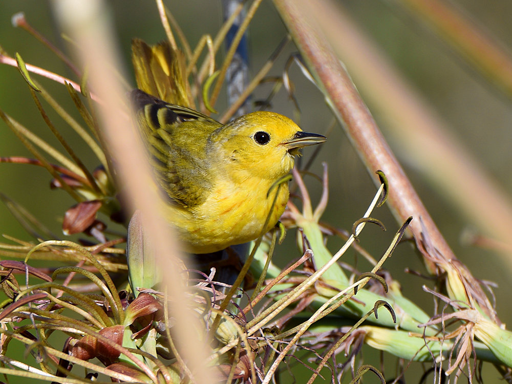 YellowWarbler.jpg