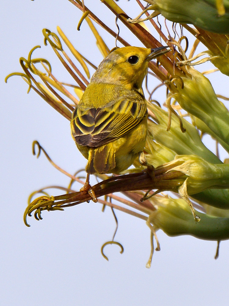 YellowWarbler.jpg