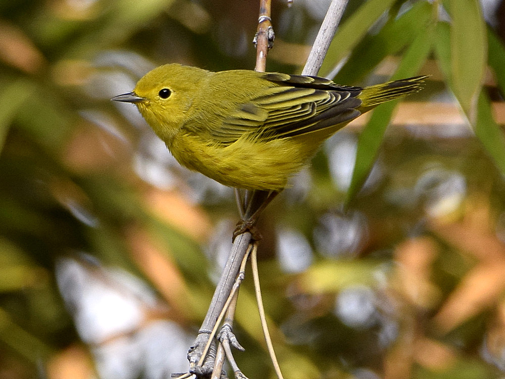 YellowWarbler.jpg