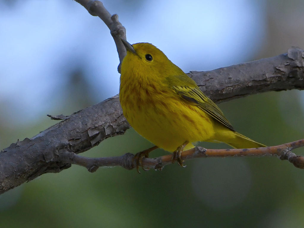 YellowWarbler.jpg
