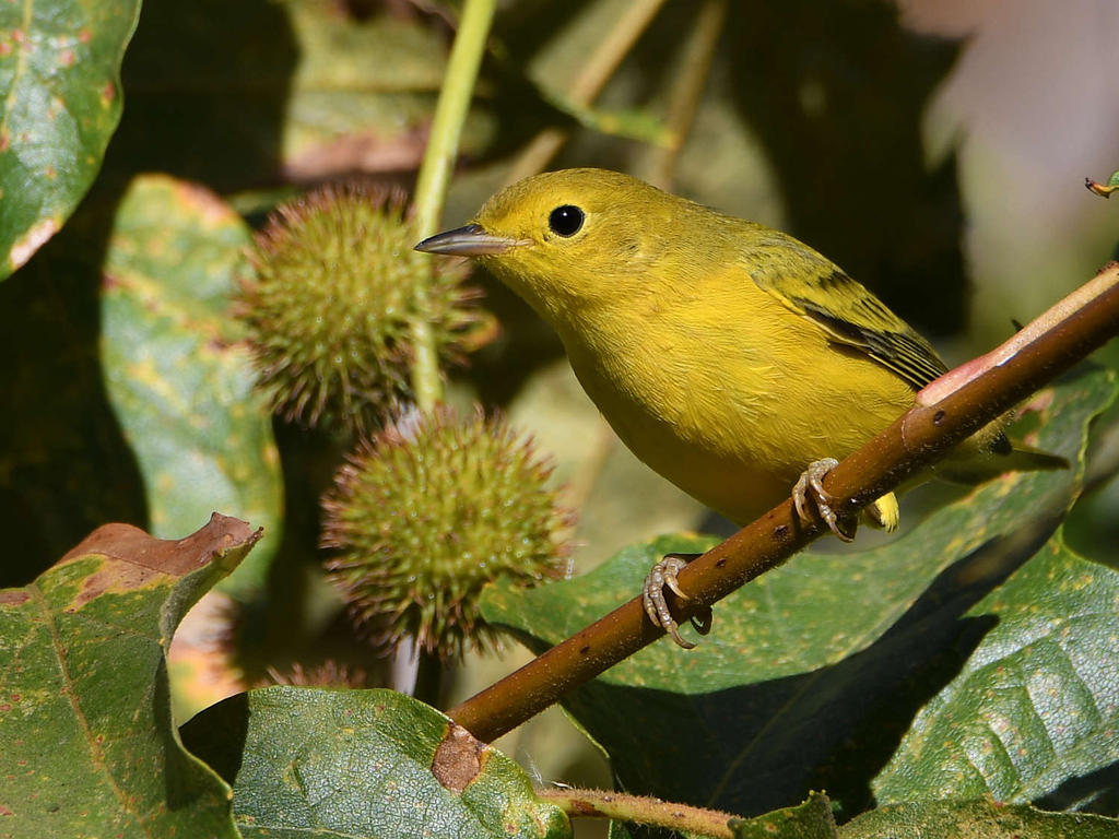 YellowWarbler.jpg