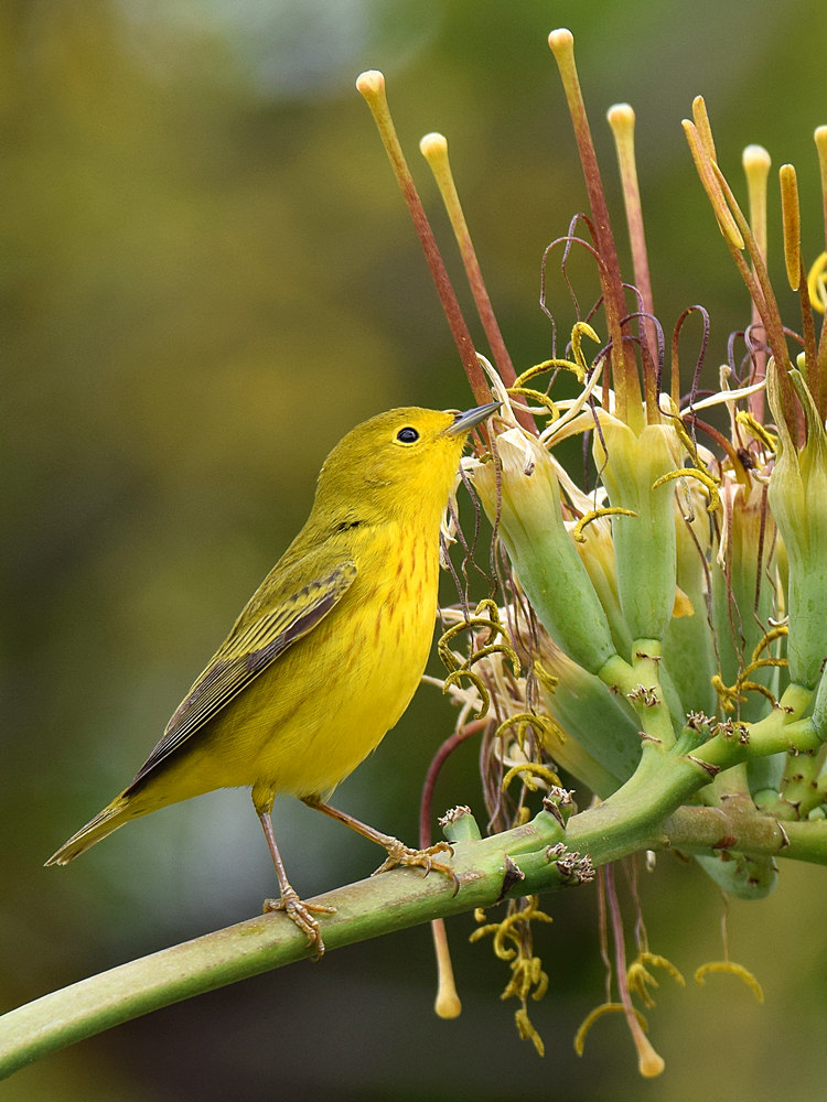 YellowWarbler10.jpg