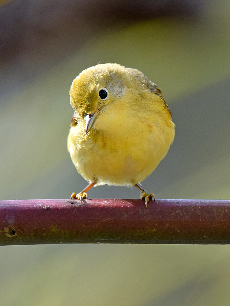 YellowWarbler11.jpg