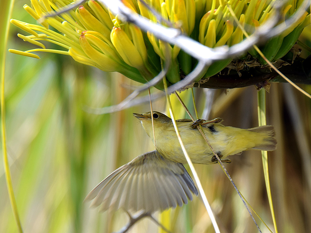 YellowWarbler14.jpg