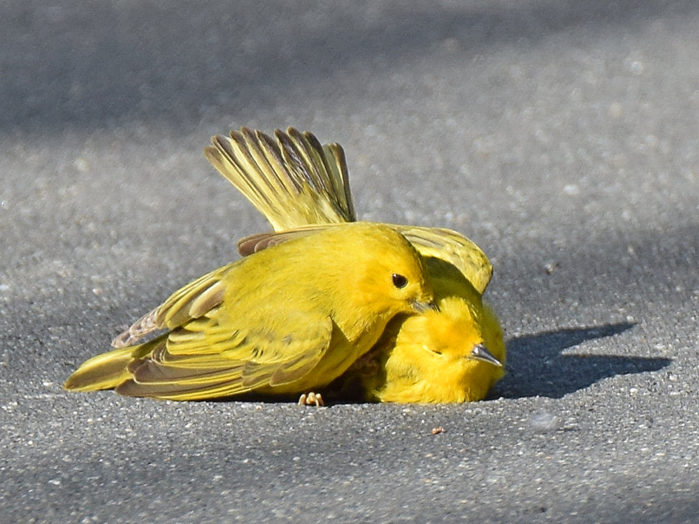 YellowWarbler2.jpg
