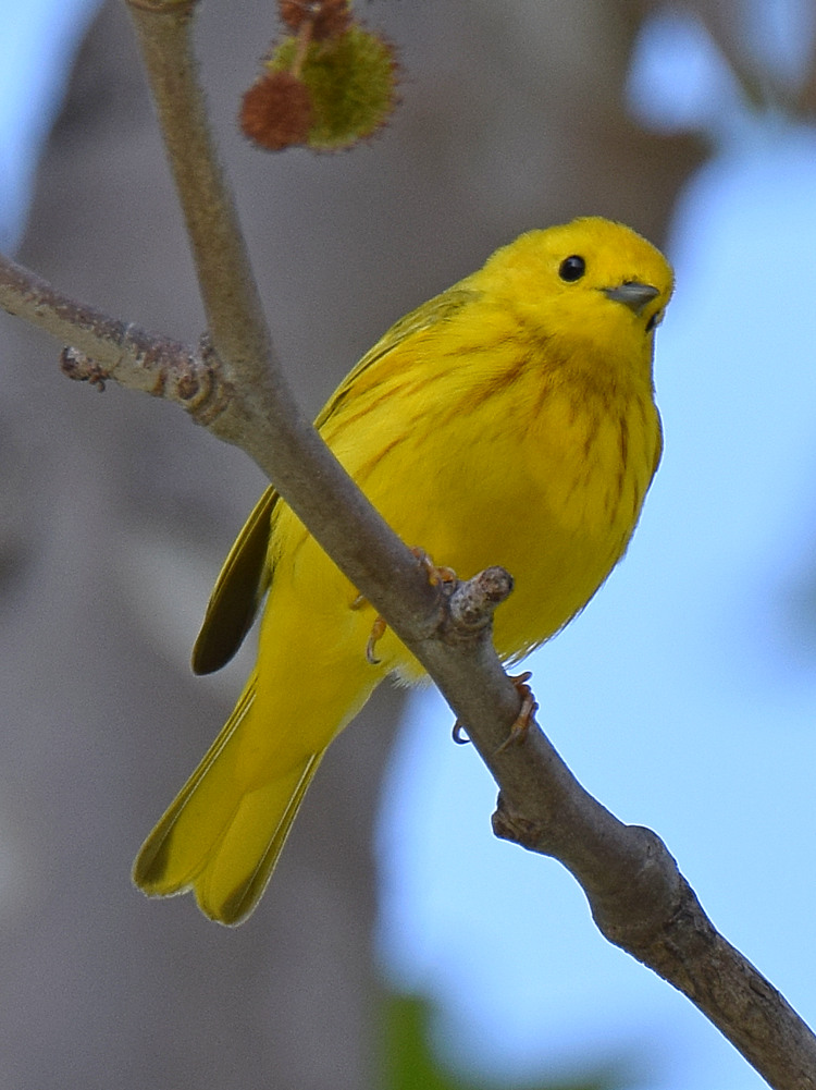 YellowWarbler2.jpg