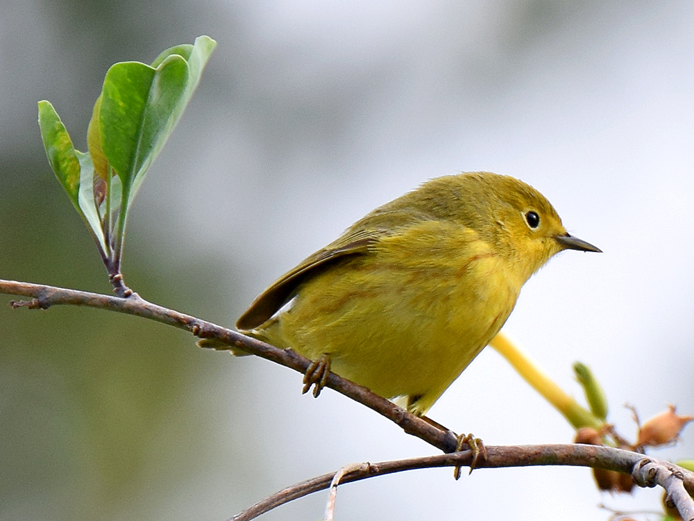 YellowWarbler2.jpg