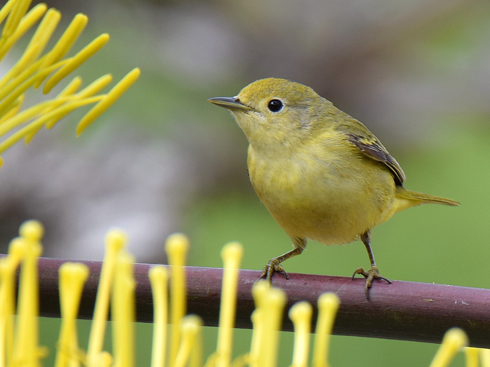 YellowWarbler2.jpg