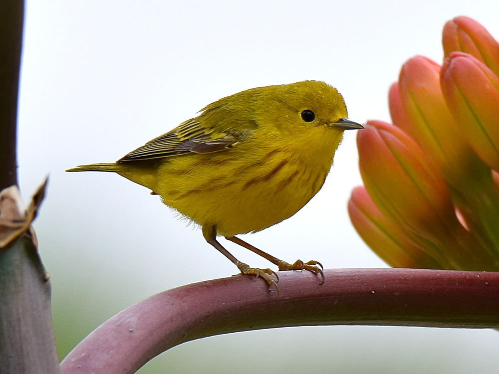 YellowWarbler2.jpg