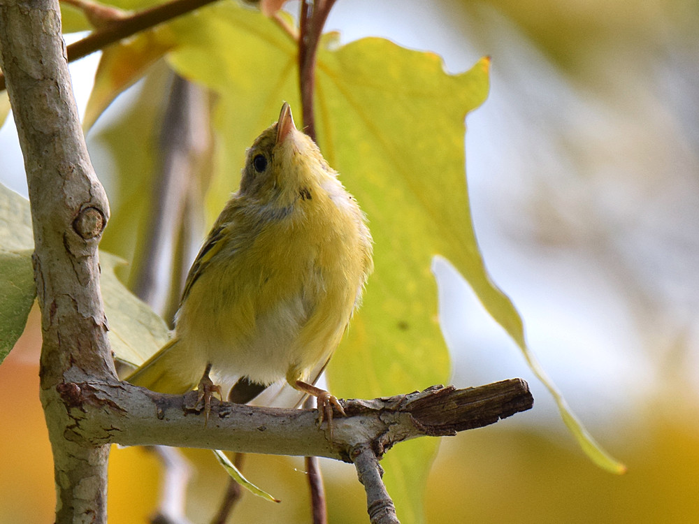 YellowWarbler2.jpg