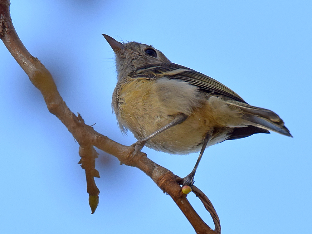 YellowWarbler2.jpg
