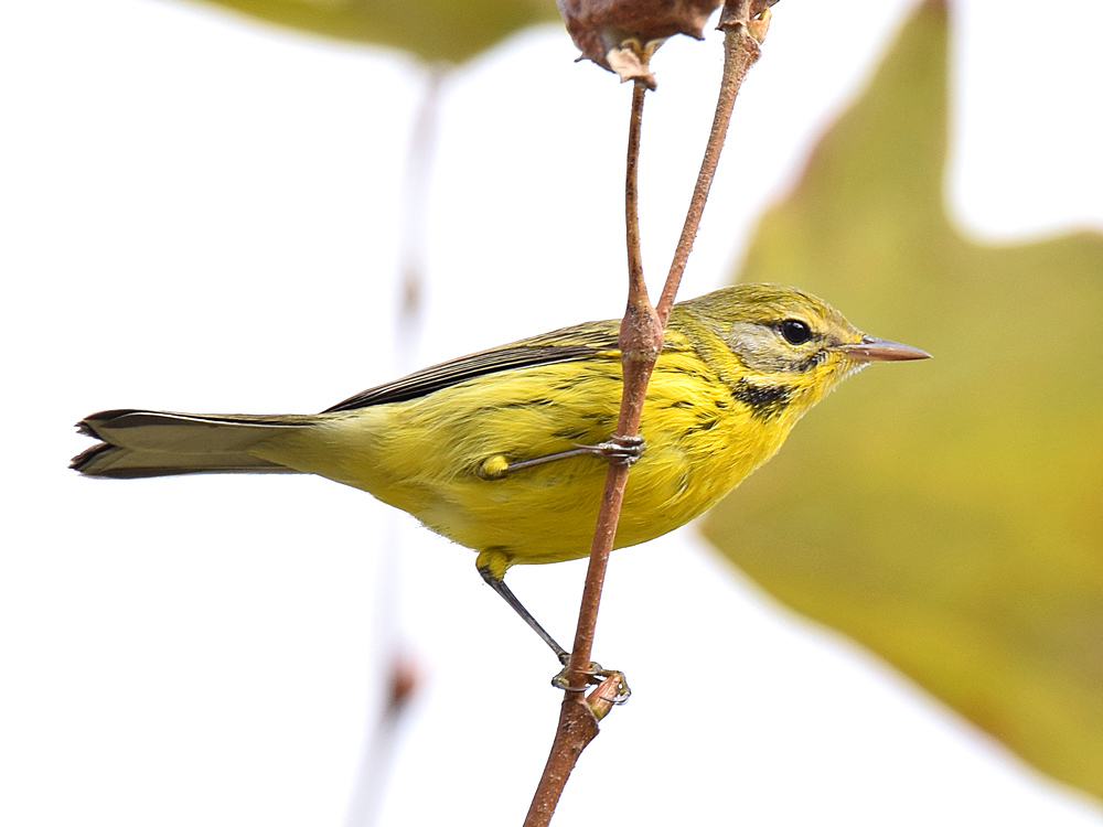 YellowWarbler2.jpg
