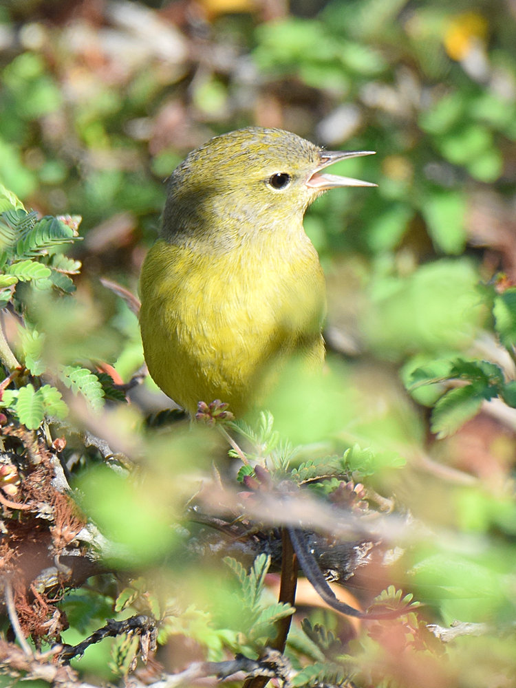 YellowWarbler2.jpg