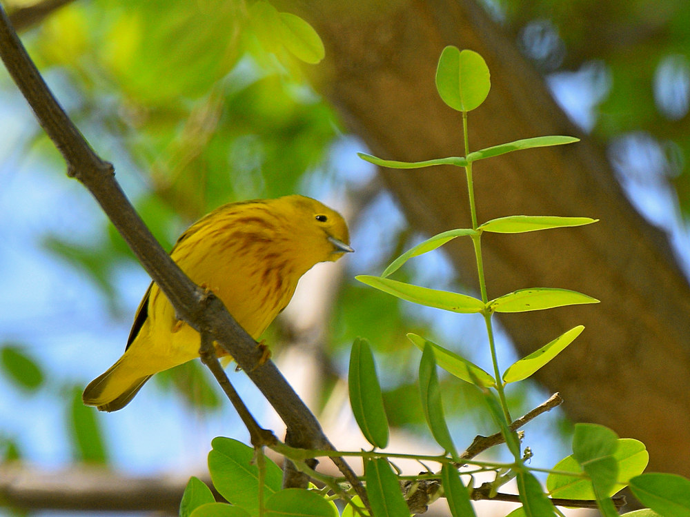 YellowWarbler2.jpg