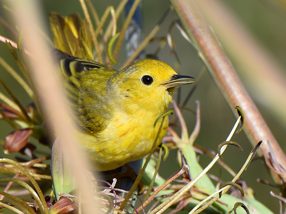 YellowWarbler2.jpg