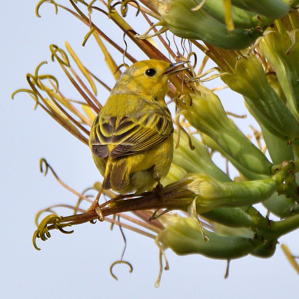 YellowWarbler2.jpg