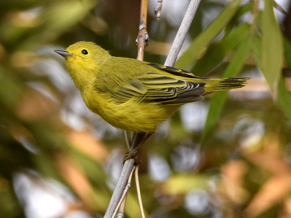 YellowWarbler2.jpg