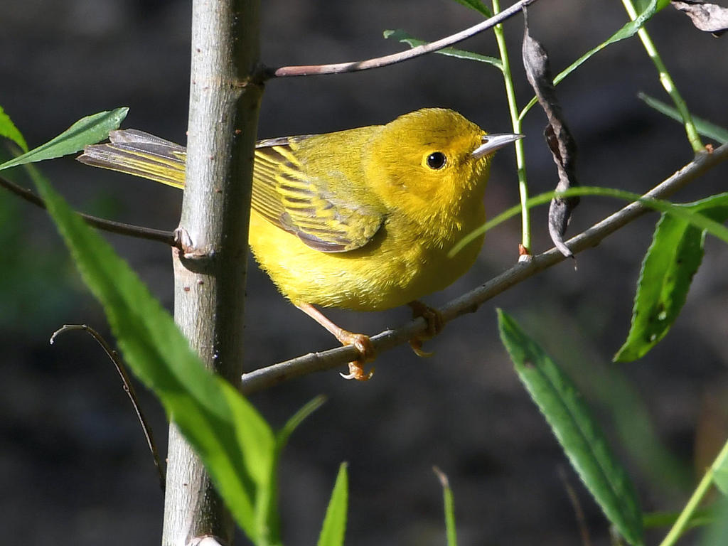 YellowWarbler2.jpg
