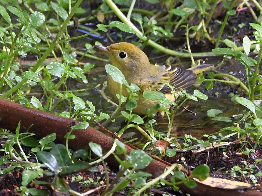 YellowWarbler2.jpg