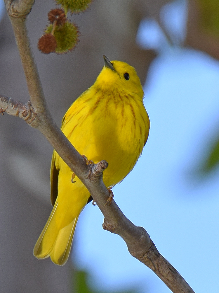 YellowWarbler3.jpg