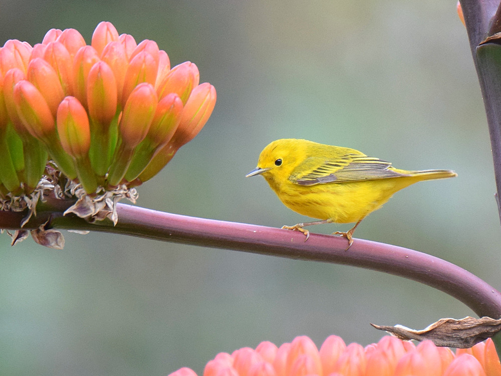 YellowWarbler3.jpg