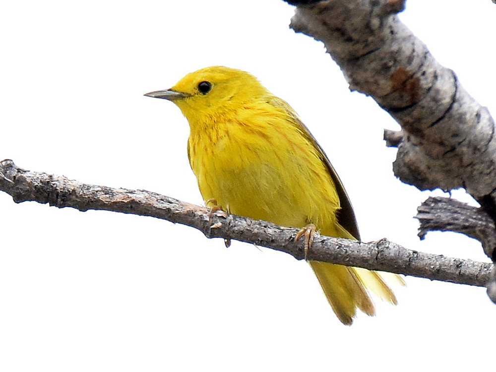 YellowWarbler3.jpg