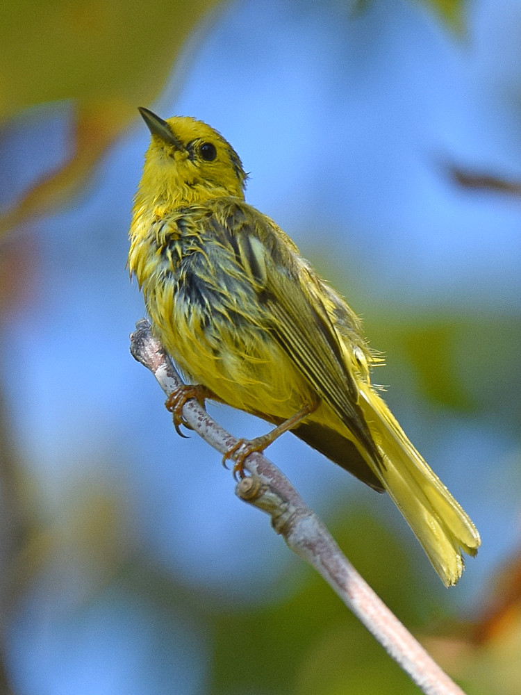 YellowWarbler3.jpg