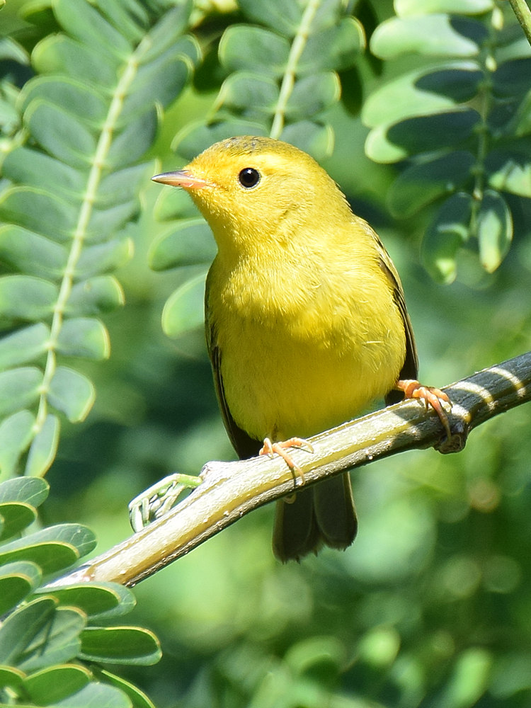 YellowWarbler3.jpg