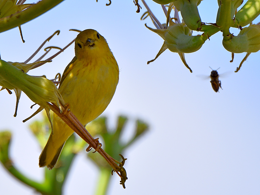 YellowWarbler3.jpg