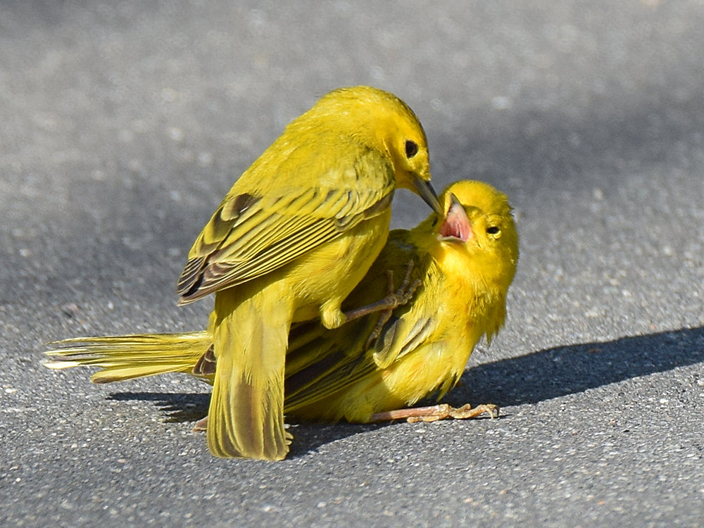 YellowWarbler4.jpg