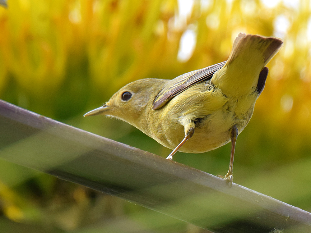 YellowWarbler4.jpg