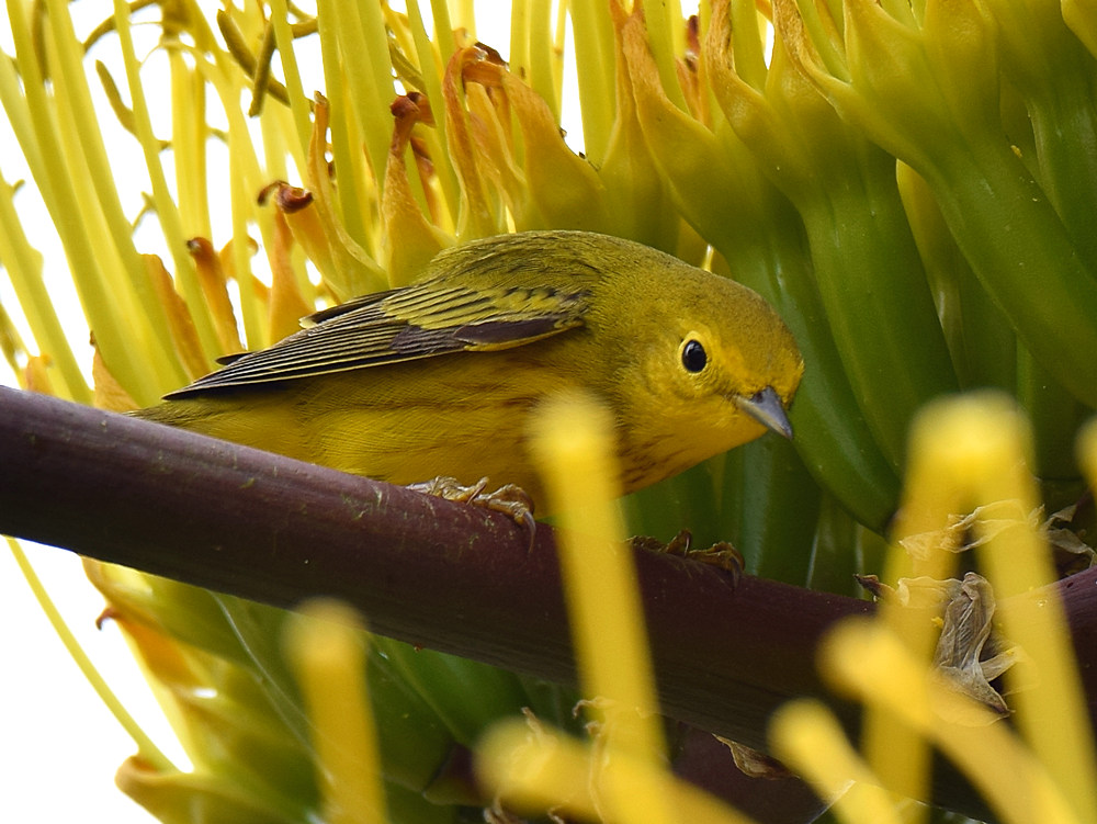 YellowWarbler4.jpg
