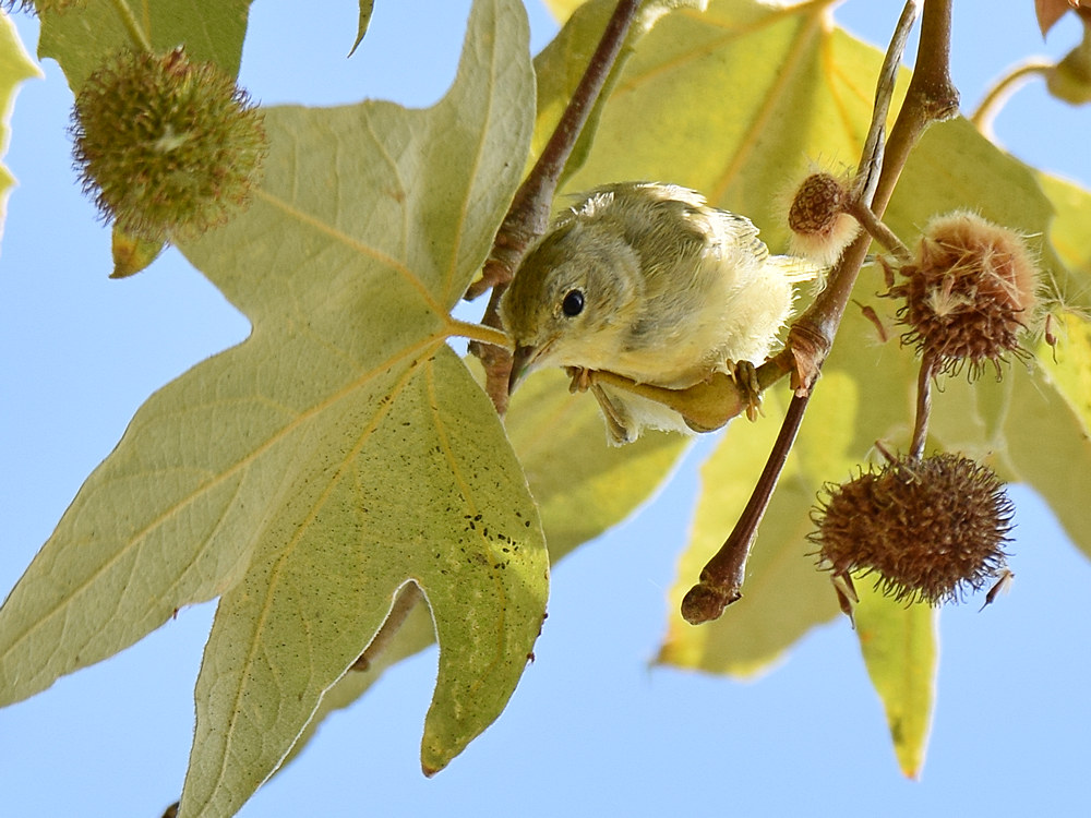 YellowWarbler4.jpg