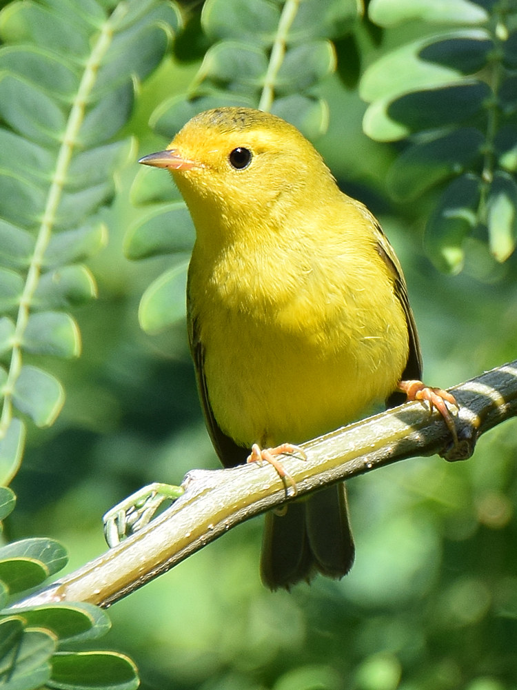 YellowWarbler4.jpg