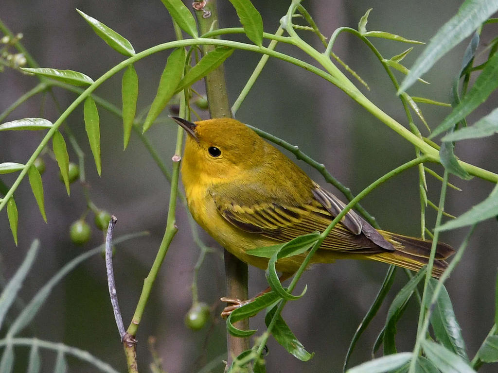 YellowWarbler4.jpg
