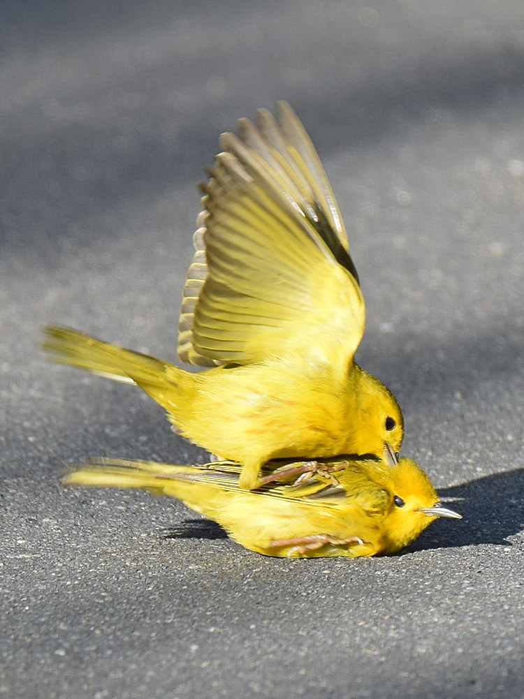 YellowWarbler5.jpg