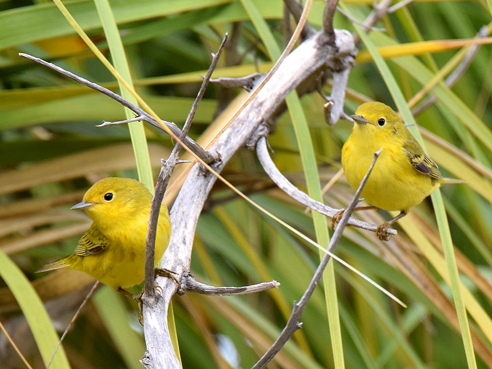 YellowWarbler5.jpg