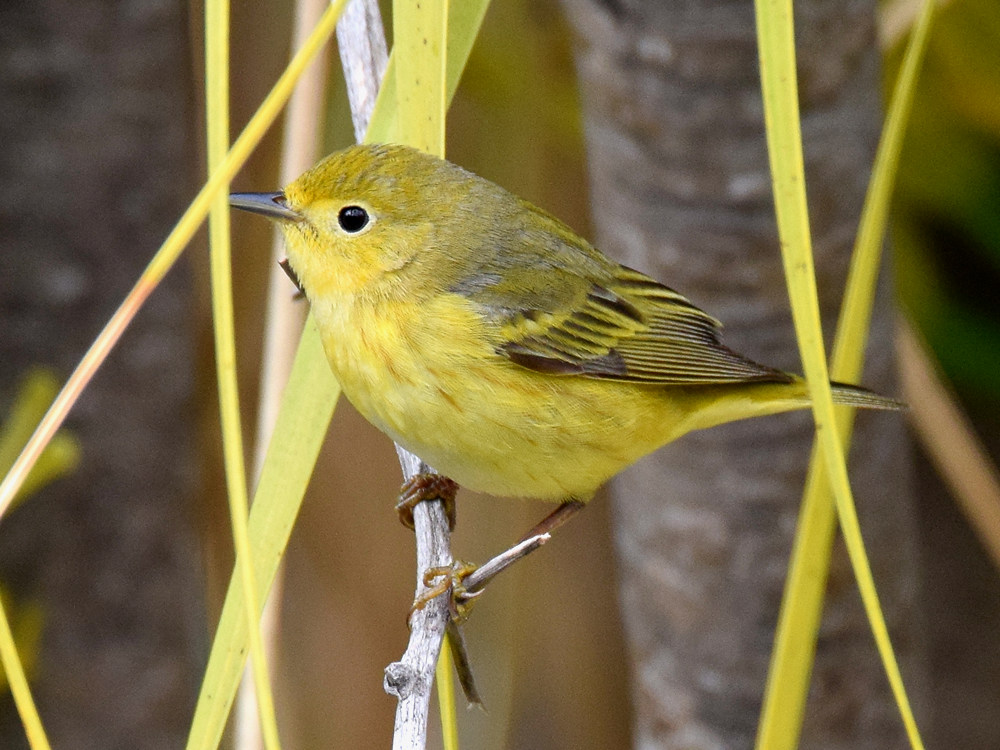 YellowWarbler5.jpg