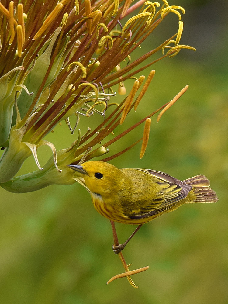 YellowWarbler5.jpg