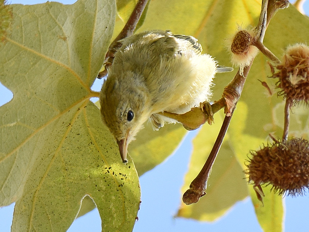YellowWarbler5.jpg