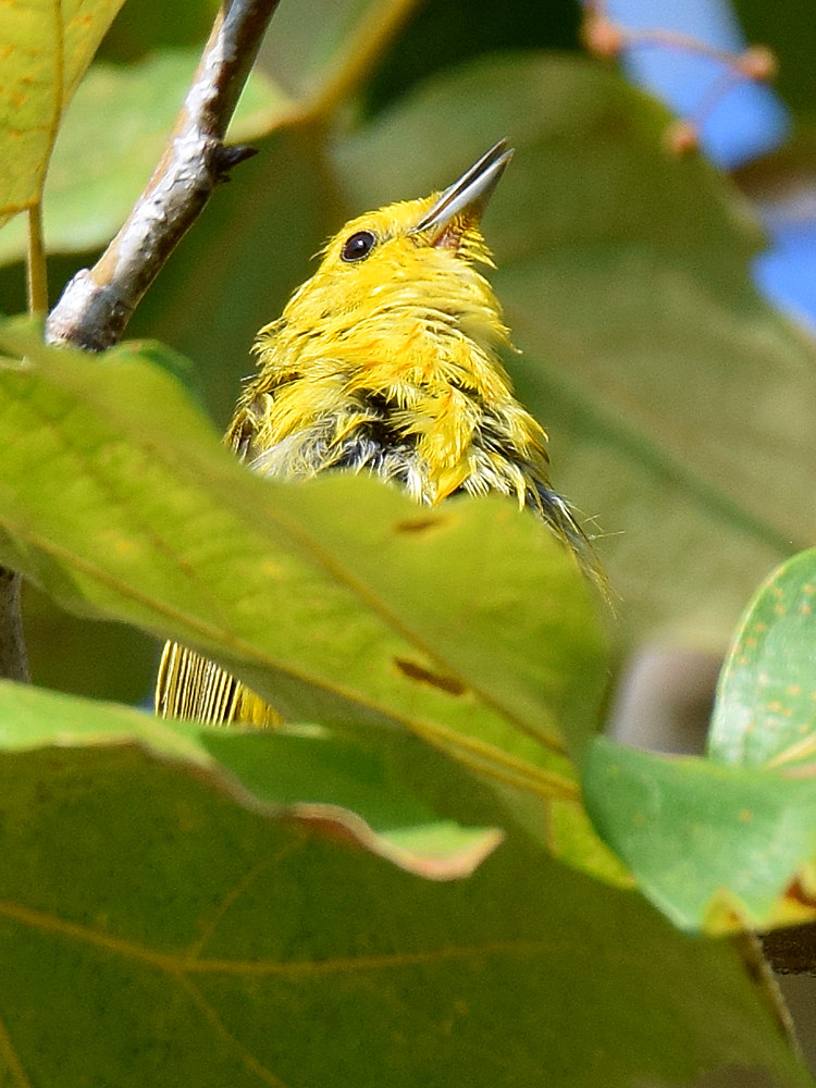 YellowWarbler5.jpg