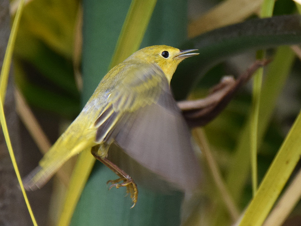 YellowWarbler6.jpg