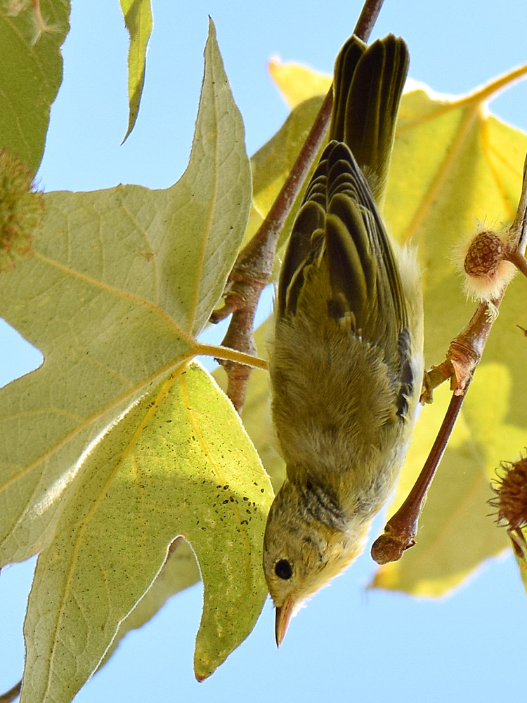 YellowWarbler6.jpg