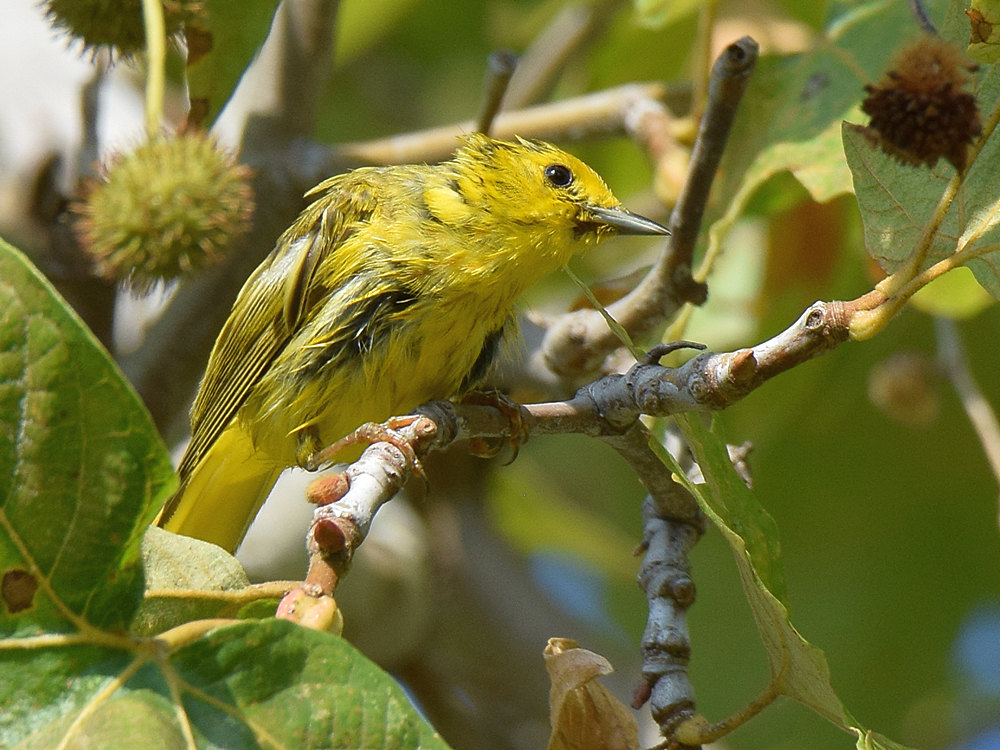 YellowWarbler6.jpg