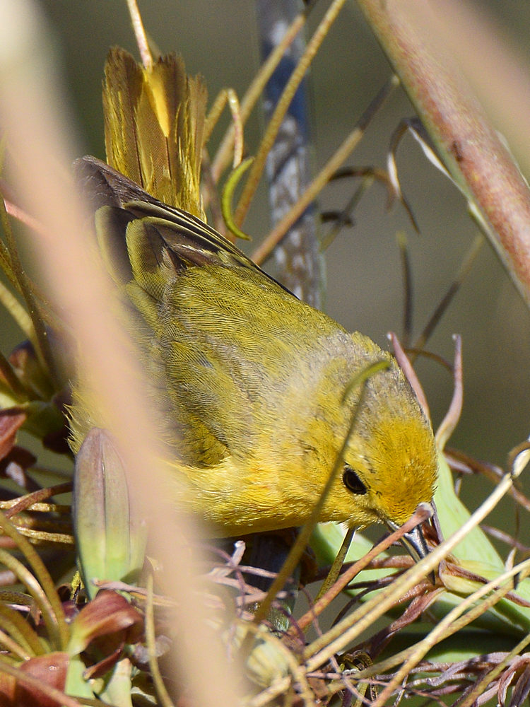 YellowWarbler6.jpg