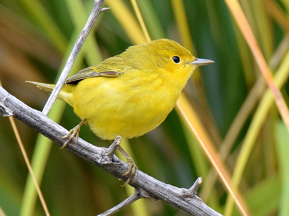 YellowWarbler7.jpg