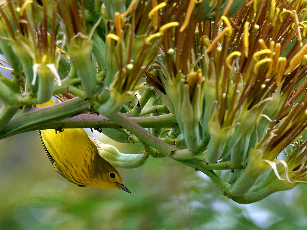 YellowWarbler7.jpg