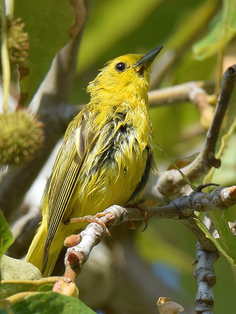 YellowWarbler7.jpg