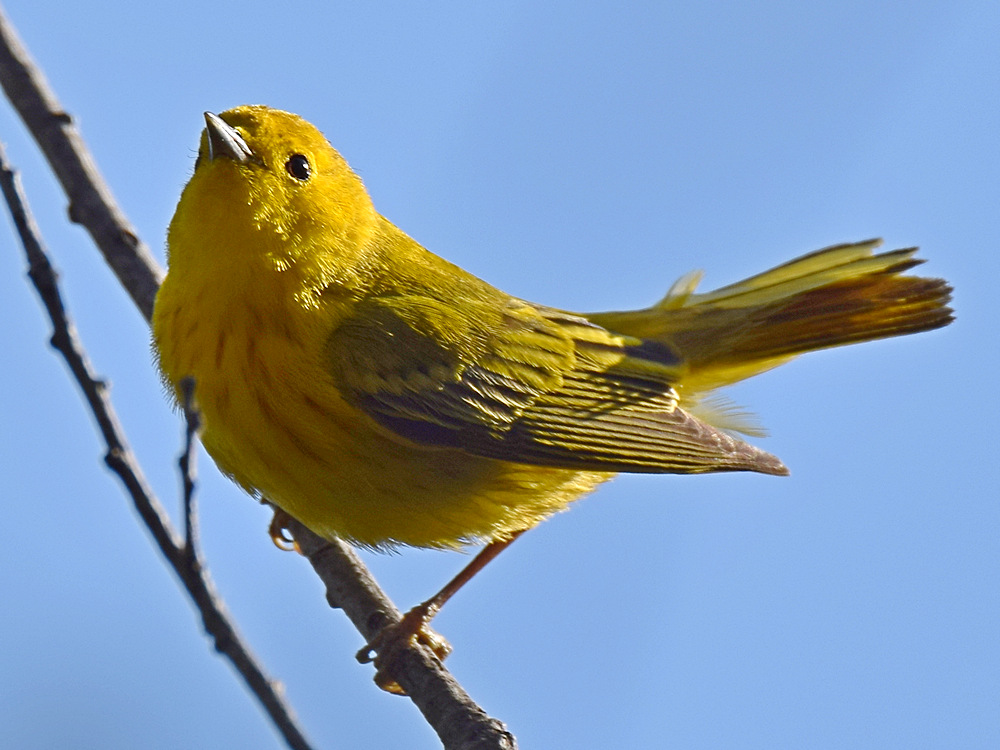 YellowWarbler8.jpg