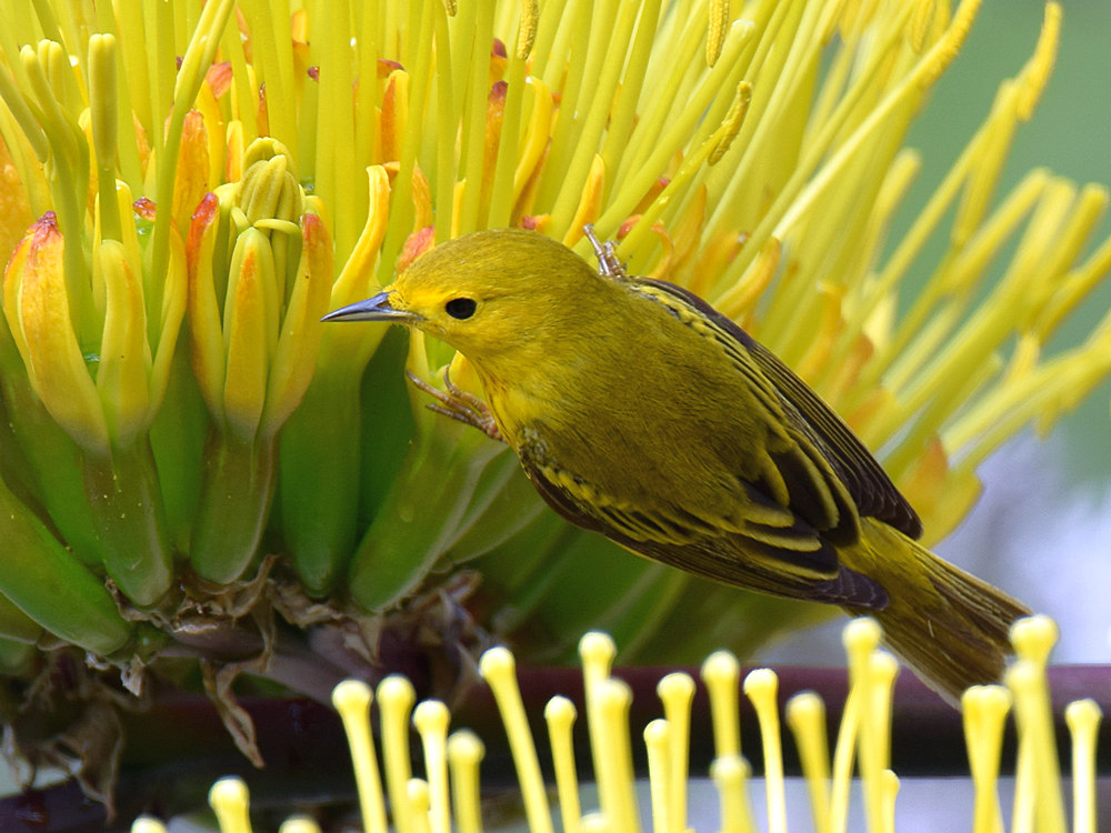 YellowWarbler8.jpg